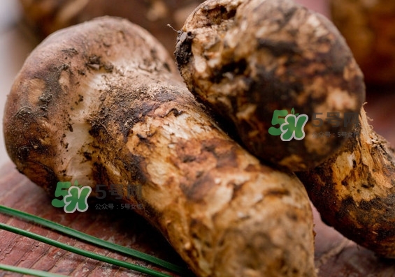 干松茸多少錢一斤？野生松茸多少錢一斤？