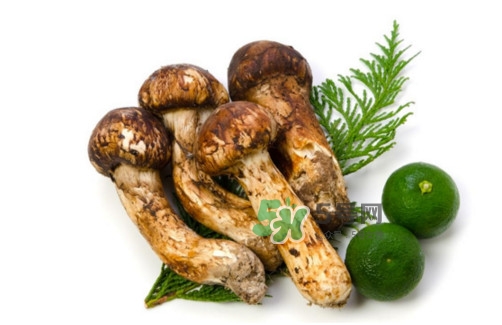 新鮮松茸怎么吃？松茸怎么吃最有營養(yǎng)