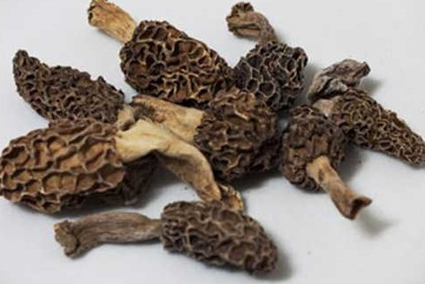 羊肚菌有毒嗎？羊肚菌可以人工種植嗎？