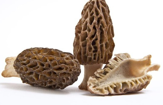 羊肚菌有毒嗎？羊肚菌可以人工種植嗎？