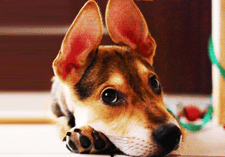 三伏天狗狗不吃飯怎么辦？三伏天狗狗不吃飯怎么回事？