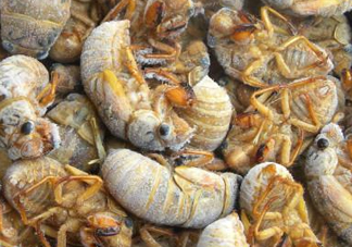 知了猴可以帶上飛機嗎？知了猴能帶上飛機嗎？