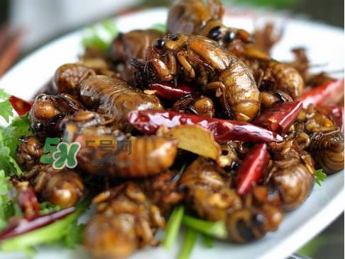 知了猴為什么有大有?。勘戎撕镄〉慕惺裁?？