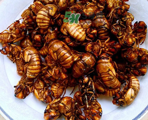 知了猴為什么有大有?。勘戎撕镄〉慕惺裁?？