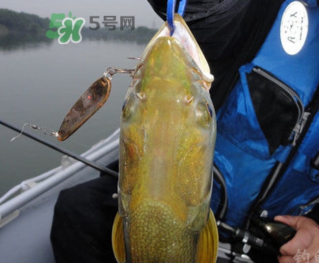 鳡魚好吃嗎？鳡魚刺多嗎
