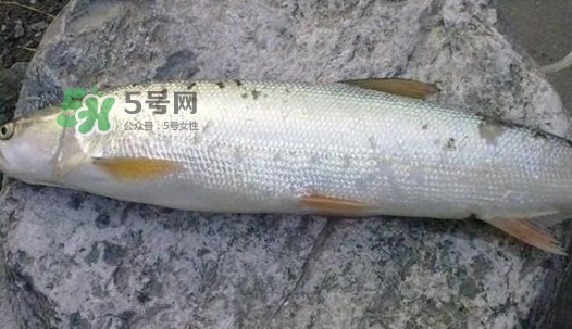 鳡魚好吃嗎？鳡魚刺多嗎