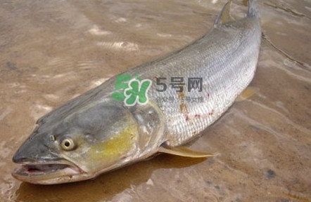 鳡魚怎么釣？鳡魚在魚缸里怎么養(yǎng)