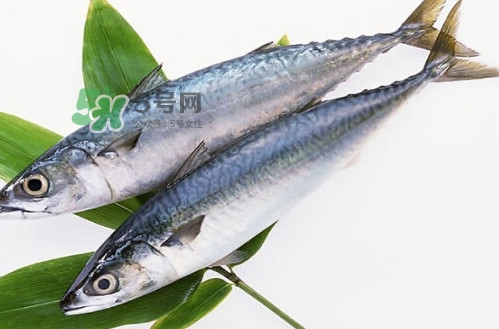 一般鳡魚(yú)能長(zhǎng)到多大？鳡魚(yú)與假鳡魚(yú)怎么區(qū)分