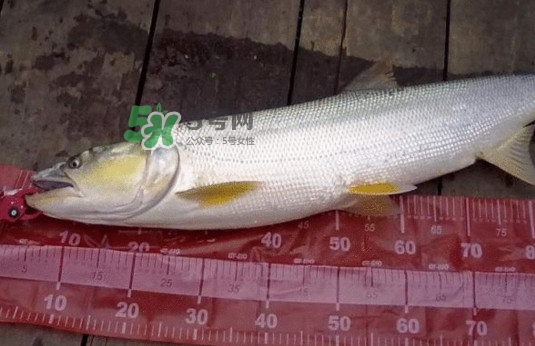 一般鳡魚(yú)能長(zhǎng)到多大？鳡魚(yú)與假鳡魚(yú)怎么區(qū)分
