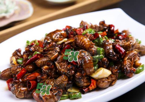 知了猴什么味道？知了猴好吃嗎？