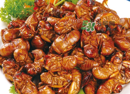 金蟬怎么保存一夜不死？怎樣保存一夜金蟬不死？