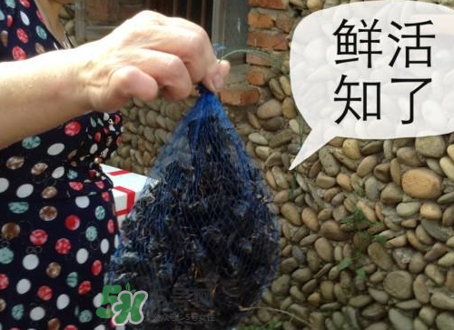 金蟬怎么保存一夜不死？怎樣保存一夜金蟬不死？