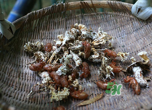 金蟬花可以放在冰箱嗎？新鮮金蟬花怎么保存？