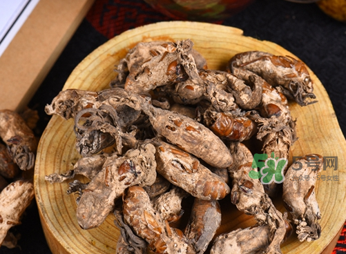 金蟬花可以放在冰箱嗎？新鮮金蟬花怎么保存？