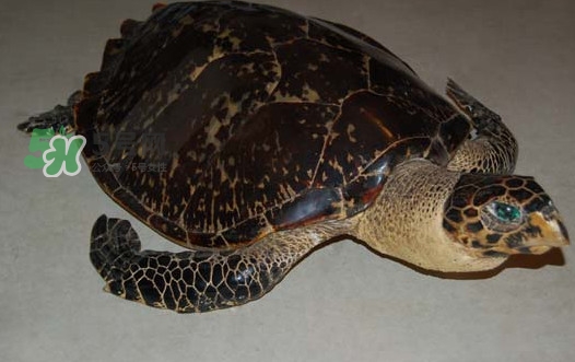 玳瑁價(jià)格多少錢(qián)一只？玳瑁標(biāo)本多少錢(qián)一只