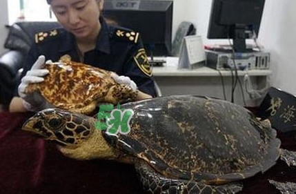 買賣玳瑁違法嗎？買賣玳瑁制品違法嗎