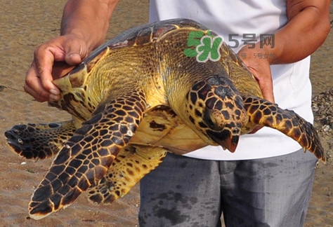 玳瑁標(biāo)本有收藏價(jià)值嗎？玳瑁的功效與作用