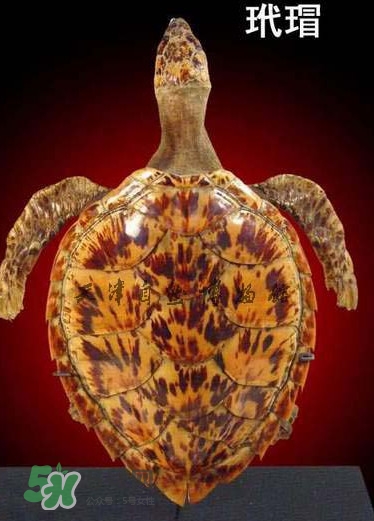 玳瑁色是什么顏色？玳瑁手鐲是什么做的