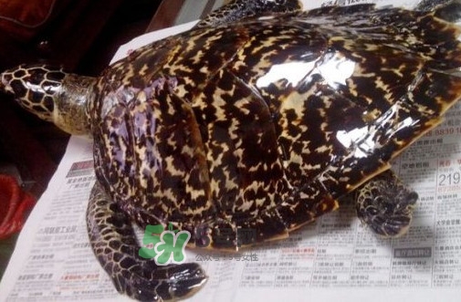 為什么玳瑁能消化玻璃？玳瑁與海龜?shù)膮^(qū)別