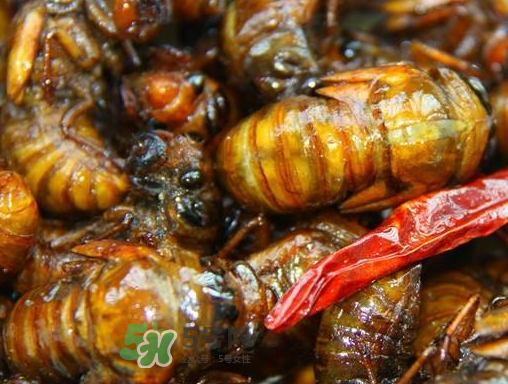 知了和蝦能一起吃嗎？知了猴能和蝦一起吃嗎？