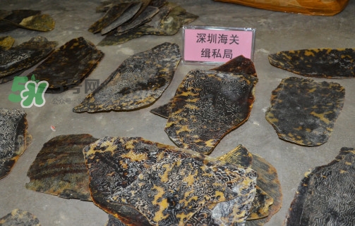 玳瑁標(biāo)本有收藏價(jià)值嗎？玳瑁的功效與作用