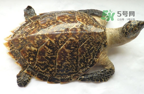 玳瑁價(jià)格多少錢(qián)一只？玳瑁標(biāo)本多少錢(qián)一只