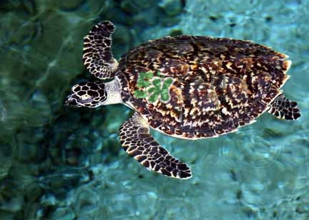 玳瑁龜好養(yǎng)嗎？養(yǎng)玳瑁龜違法嗎