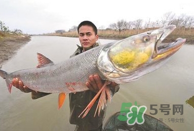 一般鳡魚(yú)能長(zhǎng)到多大？鳡魚(yú)與假鳡魚(yú)怎么區(qū)分