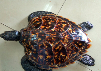 玳瑁價格多少錢一只？玳瑁標本多少錢一只