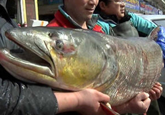 鳡魚(yú)是什么魚(yú)？鳡魚(yú)是淡水魚(yú)嗎