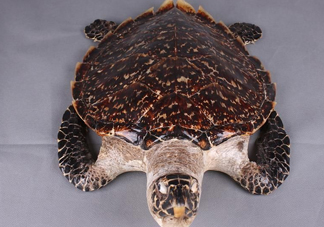 玳瑁標(biāo)本有收藏價值嗎？玳瑁的功效與作用