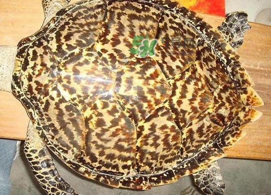 玳瑁價(jià)格多少錢(qián)一只？玳瑁標(biāo)本多少錢(qián)一只