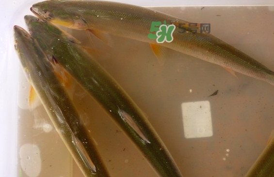 鳡魚怎么做好吃？鳡魚有天敵嗎