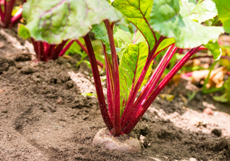 甜菜根是什么菜？甜菜根什么季節(jié)收獲