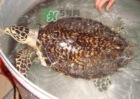 玳瑁龜好養(yǎng)嗎？養(yǎng)玳瑁龜違法嗎