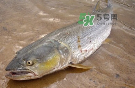 鳡魚(yú)是什么魚(yú)？鳡魚(yú)是淡水魚(yú)嗎