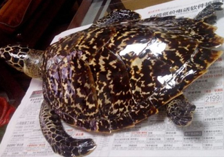 為什么玳瑁能消化玻璃？玳瑁與海龜?shù)膮^(qū)別