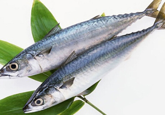 鳡魚(yú)吃什么？翹嘴魚(yú)和鳡魚(yú)有什么區(qū)別