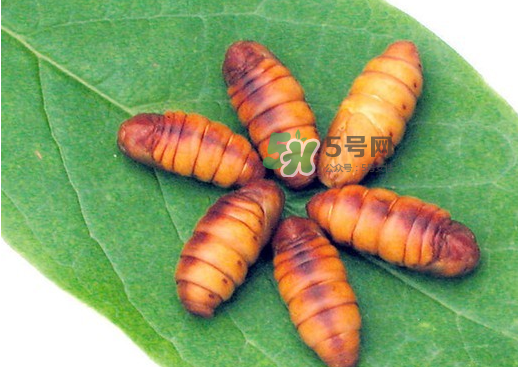 蠶蛹多少錢一斤？蠶蛹多少錢一斤2017？