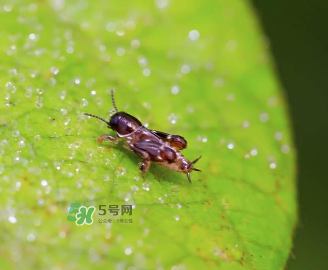 跳蚤會寄生在人身上嗎？跳蚤會在人身上存活嗎？