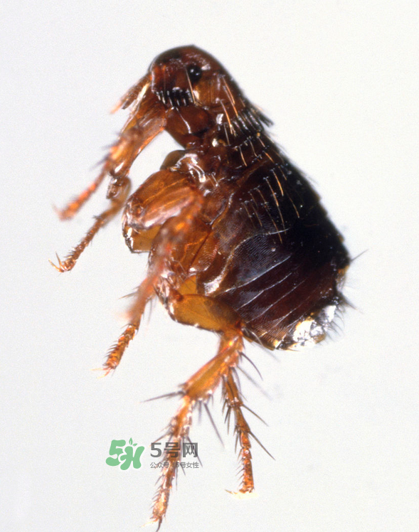 跳蚤會寄生在人身上嗎？跳蚤會在人身上存活嗎？