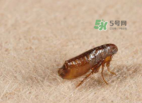 跳蚤會寄生在人身上嗎？跳蚤會在人身上存活嗎？