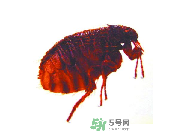 跳蚤會(huì)飛嗎？跳蚤會(huì)咬人嗎？