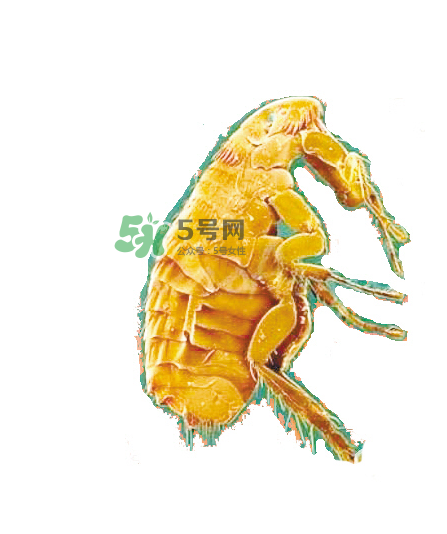 跳蚤會(huì)飛嗎？跳蚤會(huì)咬人嗎？