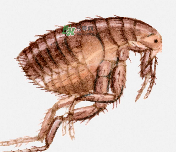 跳蚤會藏在頭發(fā)里嗎？跳蚤會餓死嗎？