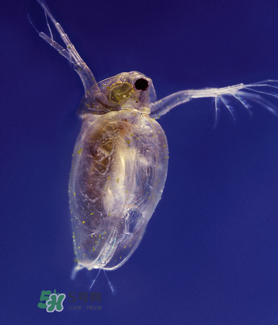 跳蚤會藏在頭發(fā)里嗎？跳蚤會餓死嗎？