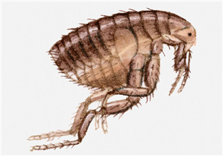 跳蚤會藏在頭發(fā)里嗎？跳蚤會餓死嗎？