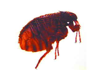 跳蚤會飛嗎？跳蚤會咬人嗎？