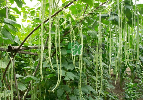 豇豆是什么樣的？豇豆是長豆角嗎？