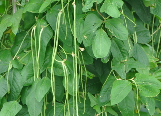 缸豆幾月份種？缸豆什么時(shí)候播種？